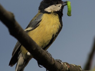 Fotolovac Romeo Mance