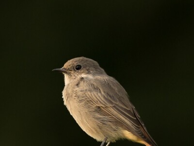 Fotolovac Romeo Mance