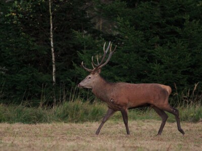 Fotolovac Romeo Mance