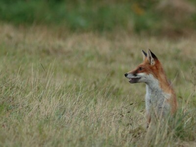 Fotolovac Romeo Mance