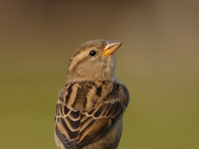 Fotolovac Romeo Mance