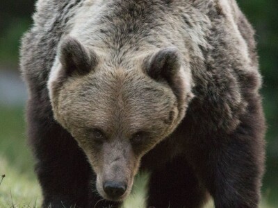 Fotolovac Romeo Mance