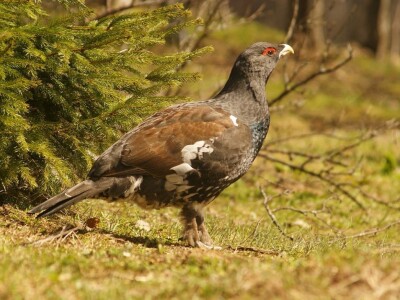 Fotolovac Romeo Mance