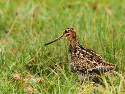 Fotolovac Romeo Mance