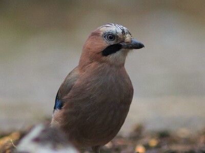 Fotolovac Romeo Mance