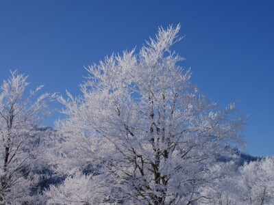 Fotolovac Romeo Mance