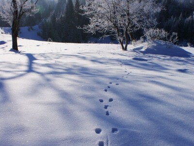 Fotolovac Romeo Mance