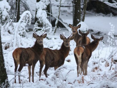 Fotolovac Romeo Mance