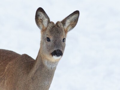 Fotolovac Romeo Mance