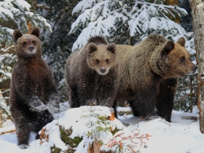 Fotolovac Romeo Mance