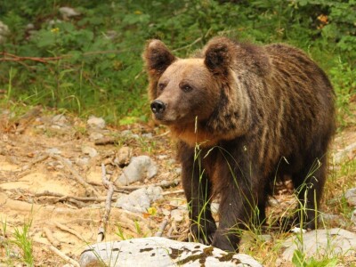 Fotolovac Romeo Mance