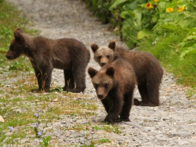 Fotolovac Romeo Mance