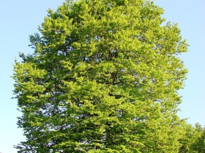 Fotolovac Romeo Mance