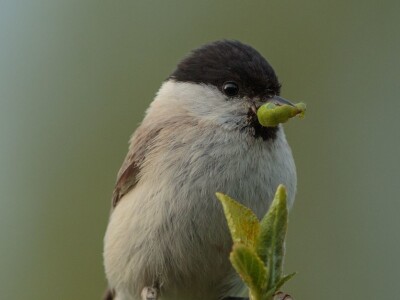 Fotolovac Romeo Mance