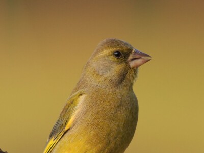 Fotolovac Romeo Mance