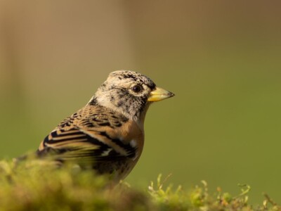 Fotolovac Romeo Mance