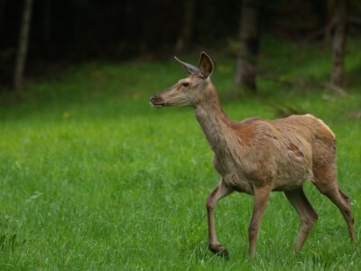 Fotolovac Romeo Mance