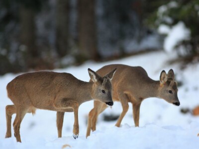 Fotolovac Romeo Mance