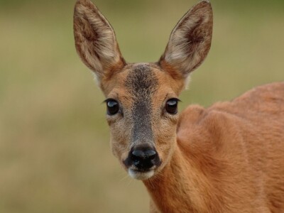 Fotolovac Romeo Mance