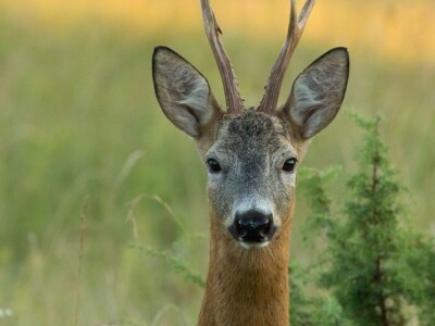 Fotolovac Romeo Mance