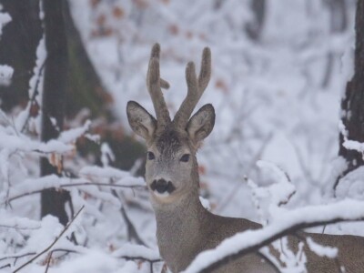 Fotolovac Romeo Mance