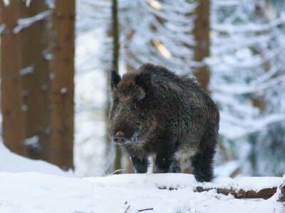 Fotolovac Romeo Mance