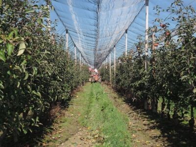 Voćnjaci se protežu na 35 hektara