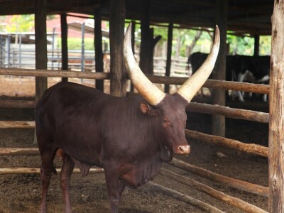Fredov ranč u Keniji