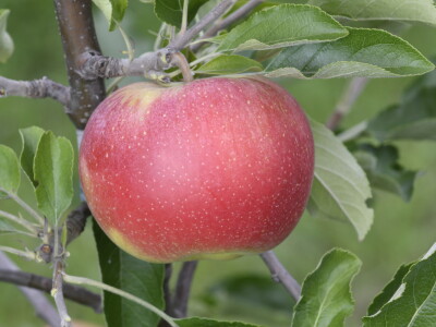 AppleResist - završni rezultati