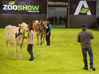 Friziranje krava i bikova