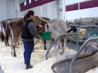 Friziranje krava i bikova