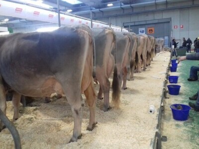 Friziranje krava i bikova