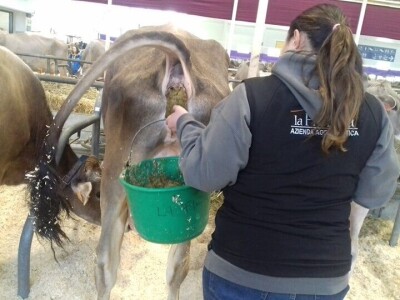 Friziranje krava i bikova