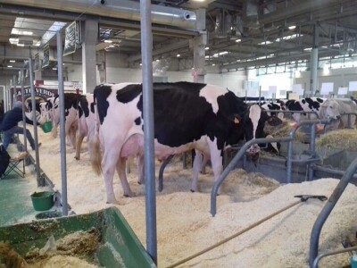 Friziranje krava i bikova