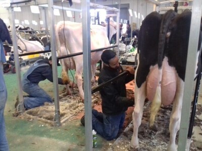 Friziranje krava i bikova