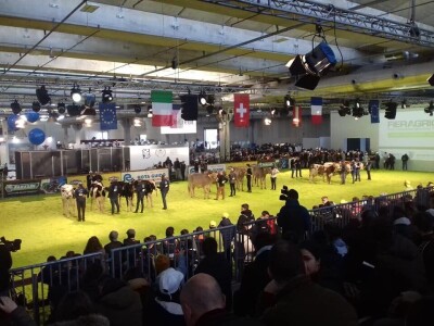 Friziranje krava i bikova