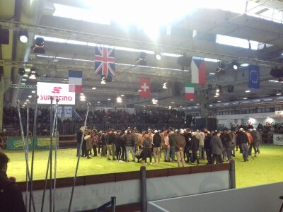 Friziranje krava i bikova