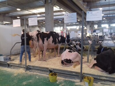 Friziranje krava i bikova