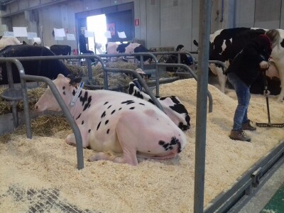 Friziranje krava i bikova