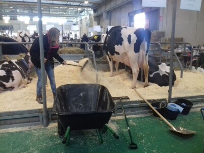 Friziranje krava i bikova