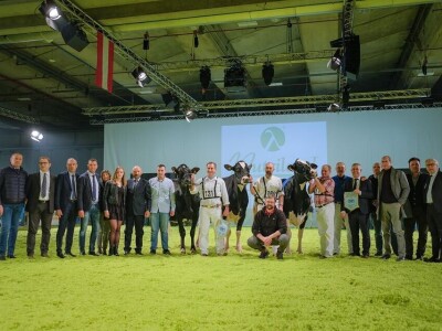 Friziranje krava i bikova