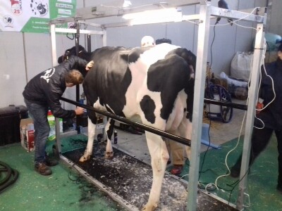 Friziranje krava i bikova