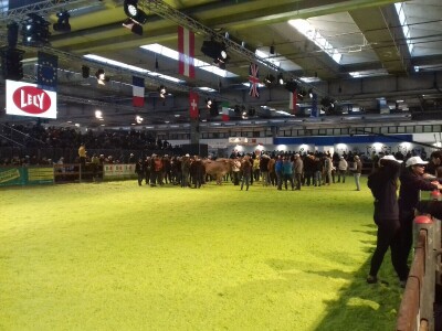 Friziranje krava i bikova