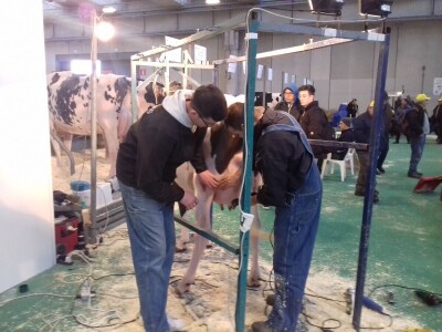 Friziranje krava i bikova