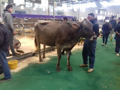 Friziranje krava i bikova