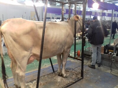 Friziranje krava i bikova