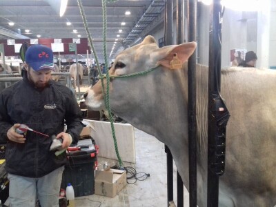 Friziranje krava i bikova