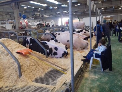 Friziranje krava i bikova