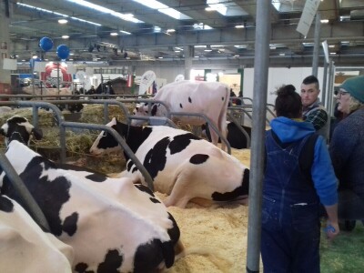 Friziranje krava i bikova