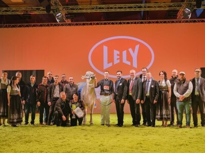 Friziranje krava i bikova